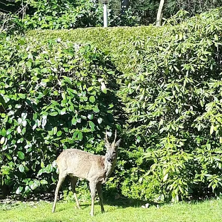 Bos Heide Rust Privacy Omheinde Tuin Op De Veluwe 6 Personen Ferienhaus *