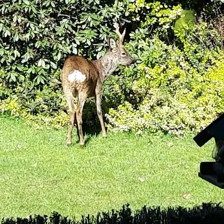 Bos Heide Rust Privacy Omheinde Tuin Op De Veluwe 6 Personen * Epe